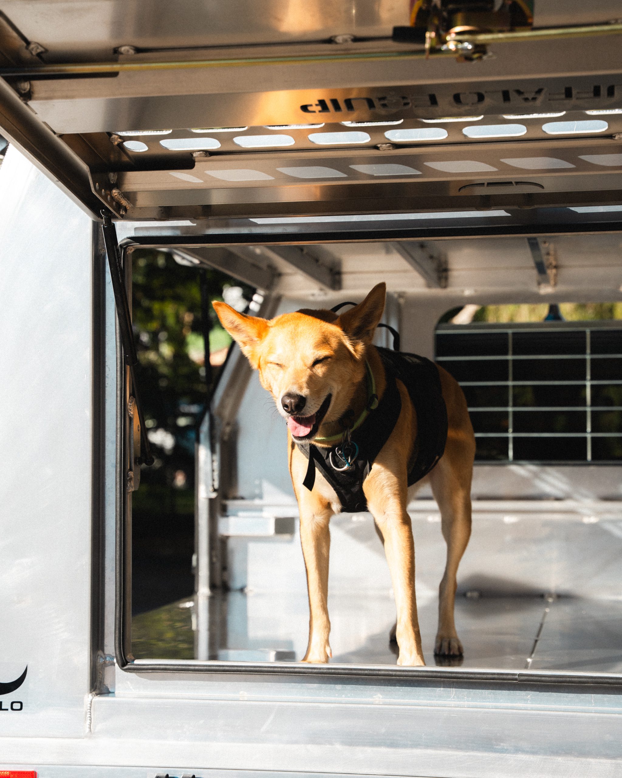 Grey Lift off heavy duty alloy canopy with dog